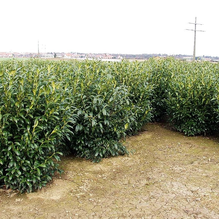 Kirschlorbeer 'Herbergii' (Prunus lauroc.)
