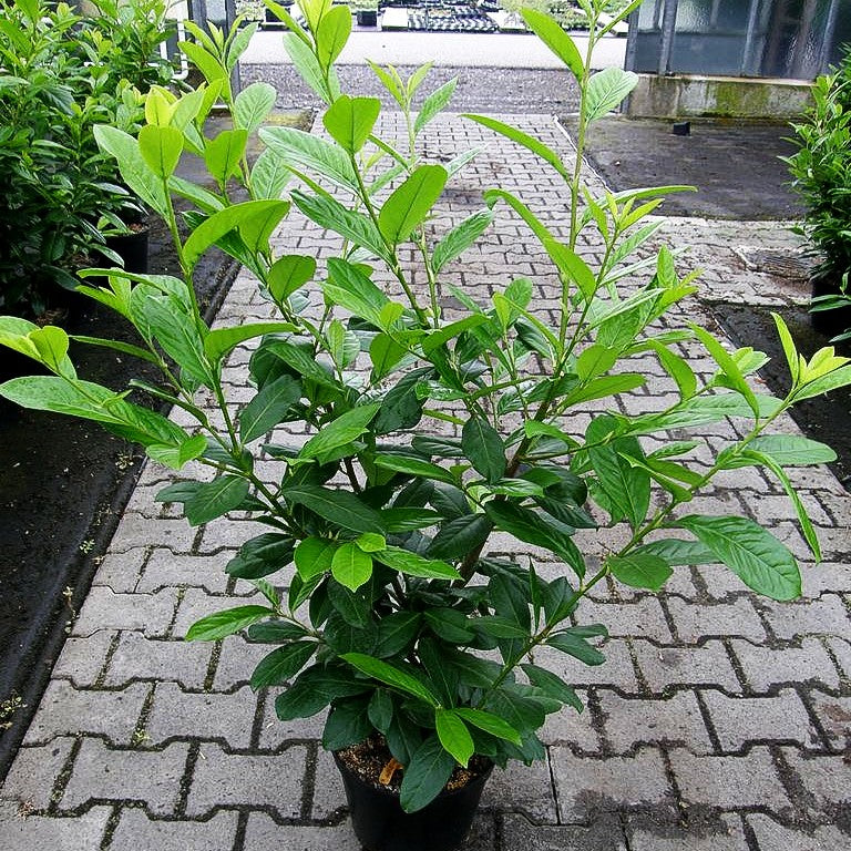 Kirschlorbeer 'Novita' (Prunus lauroc.)