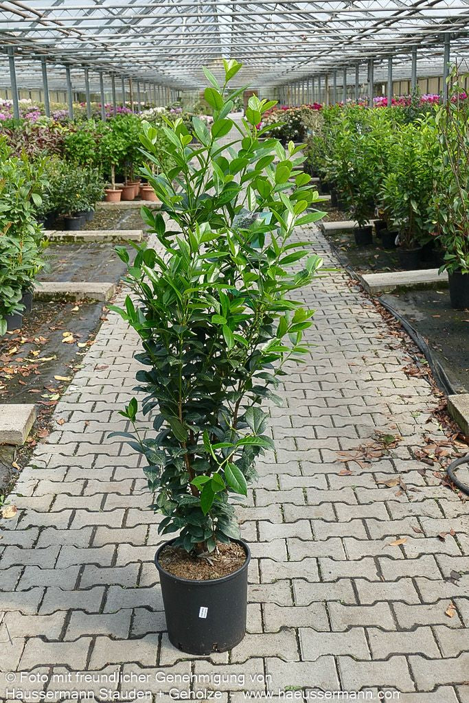 Kirschlorbeer 'Obelisk' -R- 'Obelisk' (Prunus lauroc.)