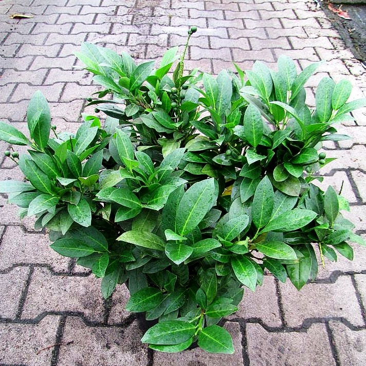 Kirschlorbeer 'Piri' (Prunus lauroc.)