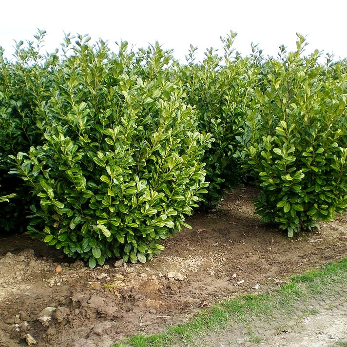 Kirschlorbeer 'Rotundifolia' (Prunus lauroc.)