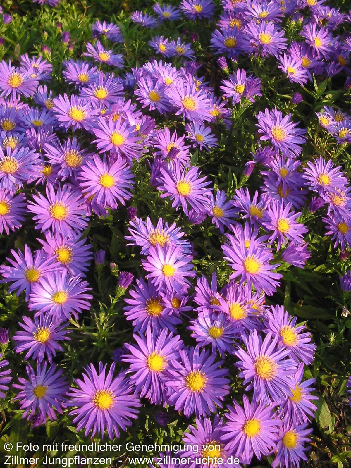 Kissen-Aster 'Augenweide' (Aster dumosus)