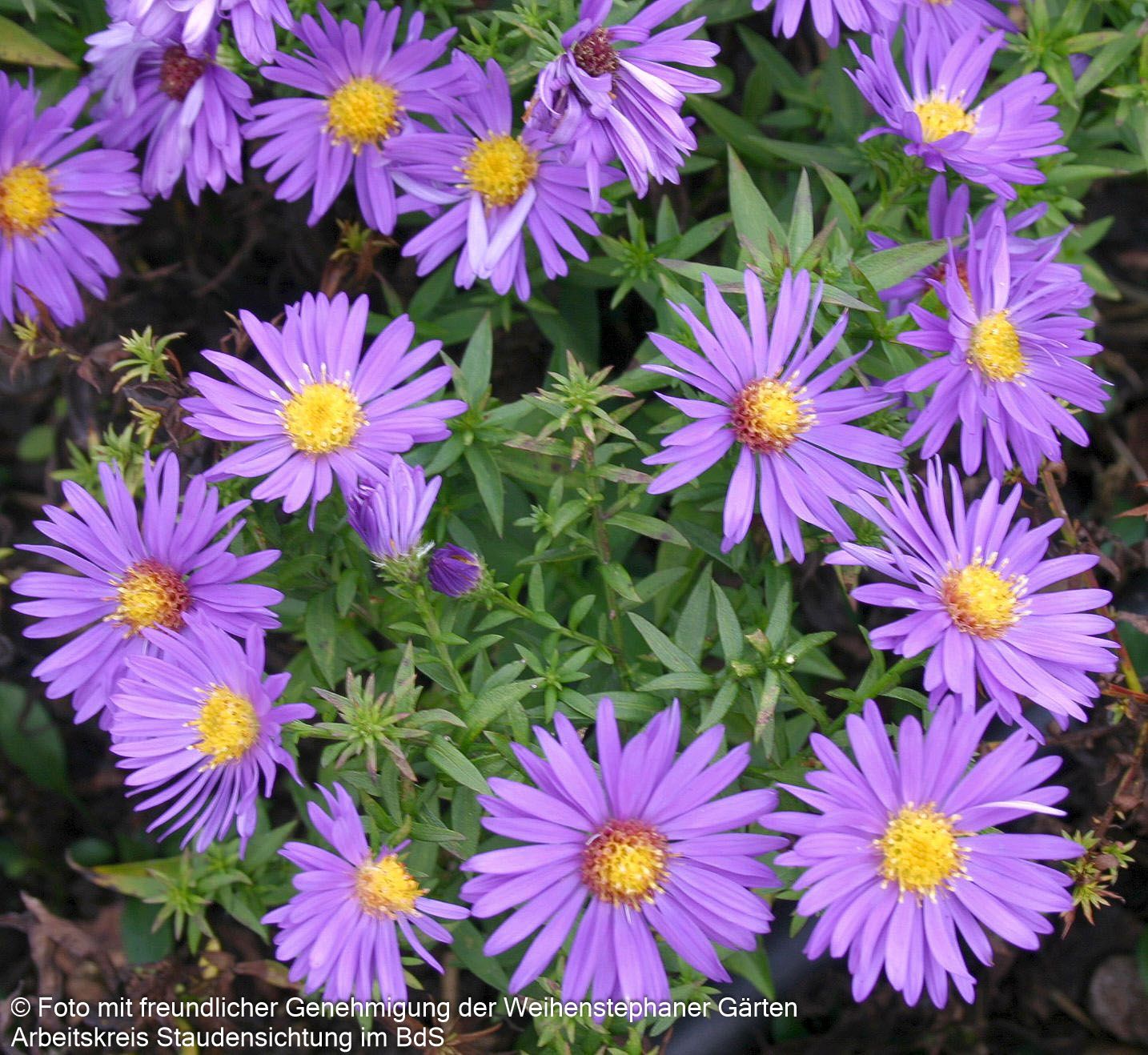 Kissen-Aster 'Augenweide' (Aster dumosus)