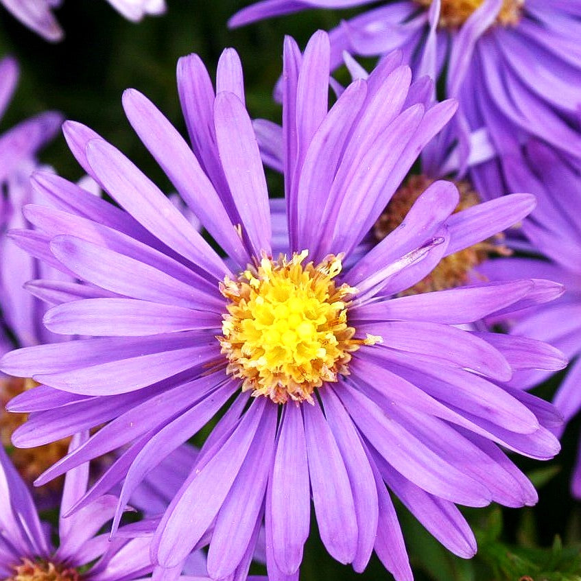 Kissen-Aster 'Blaue Lagune' (Aster dumosus)