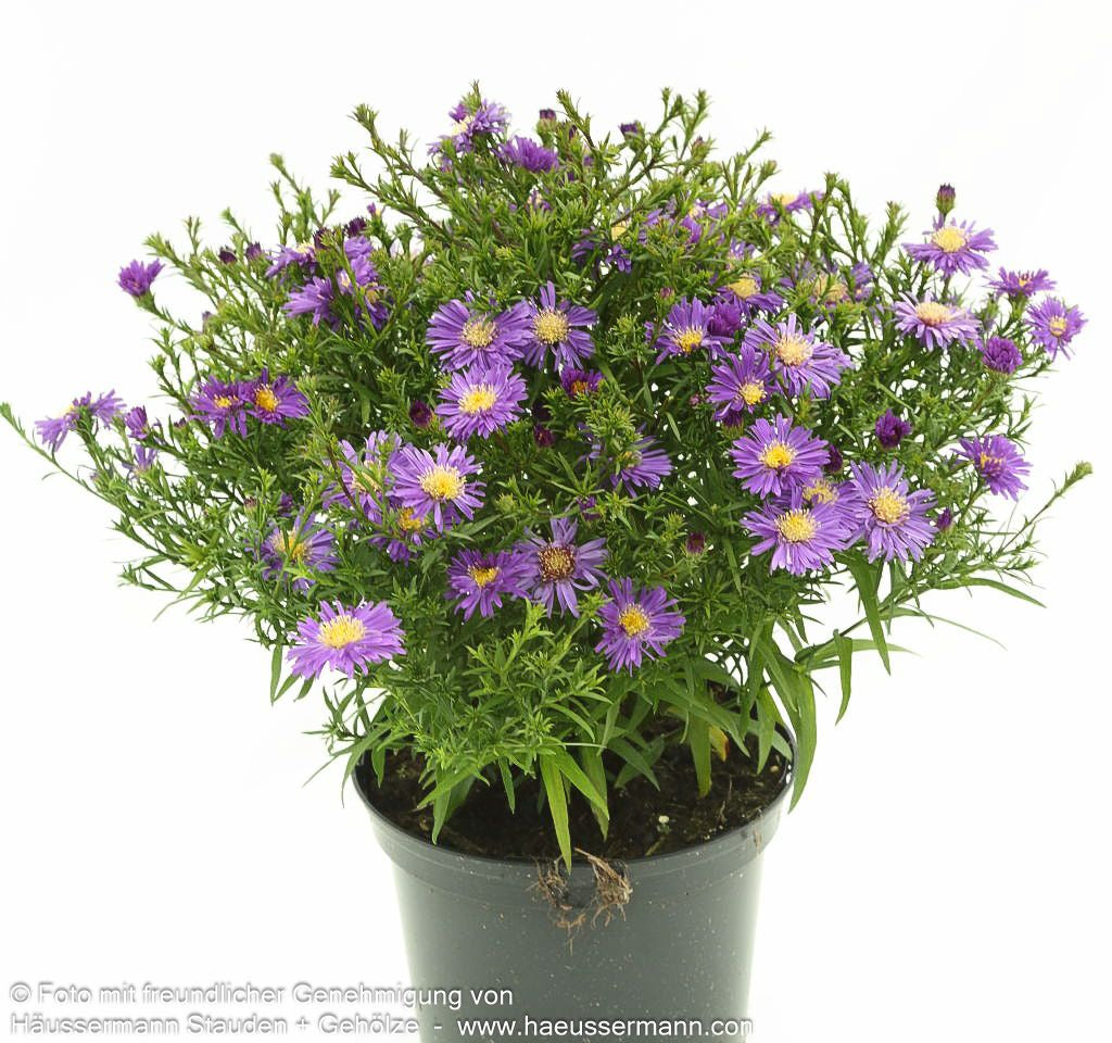 Kissen-Aster 'Blue Lapis' (Aster dumosus)