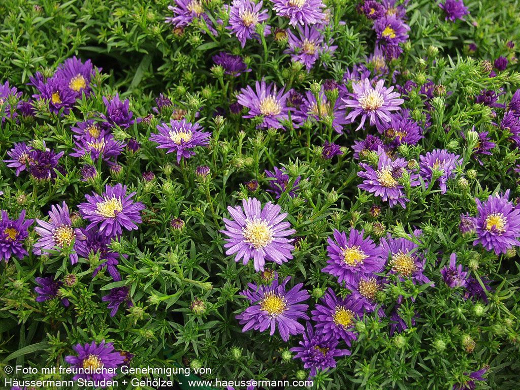 Kissen-Aster 'Blue Lapis' (Aster dumosus)