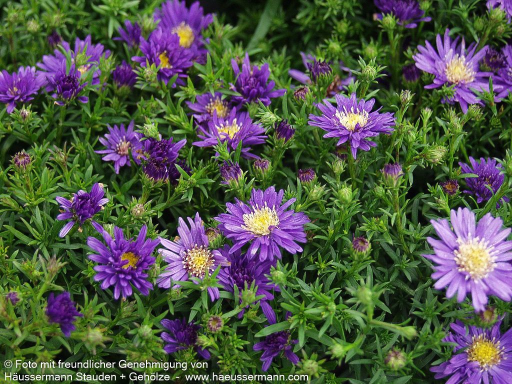 Kissen-Aster 'Blue Lapis' (Aster dumosus)