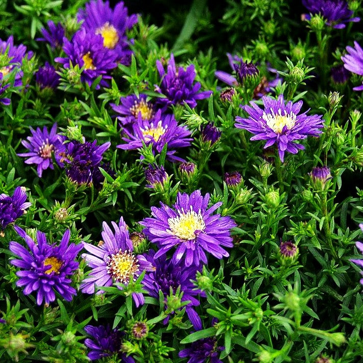 Kissen-Aster 'Blue Lapis' (Aster dumosus)