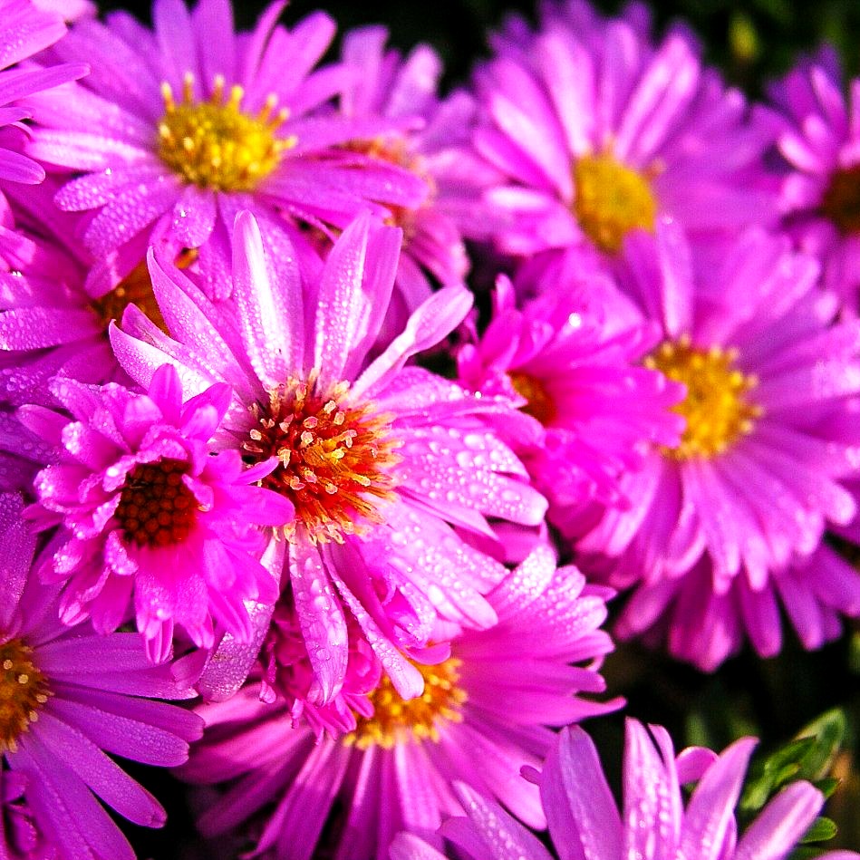 Kissen-Aster 'Diana' (Aster dumosus)