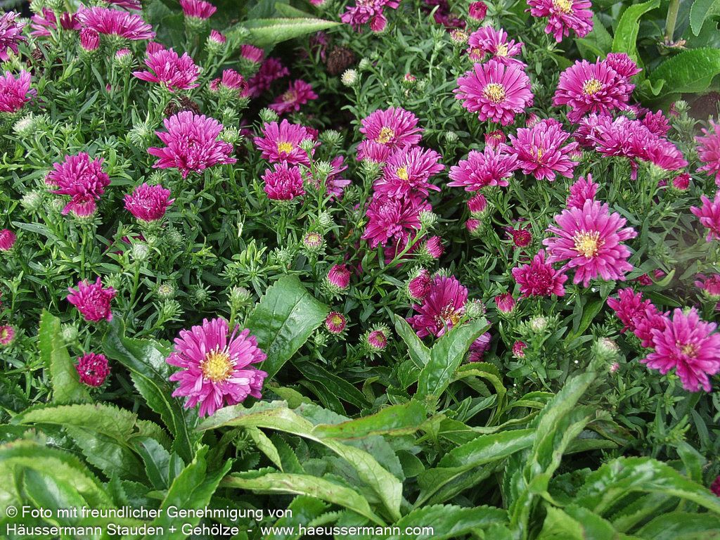 Kissen-Aster 'Granat' (Aster dumosus)