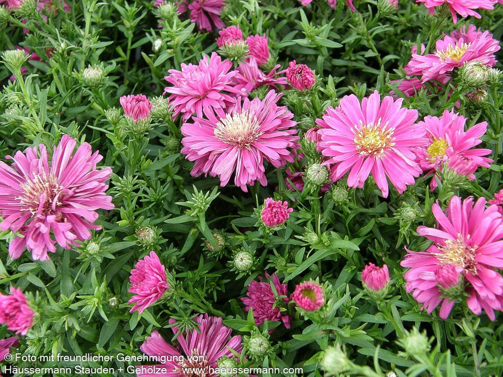 Kissen-Aster 'Granat' (Aster dumosus)