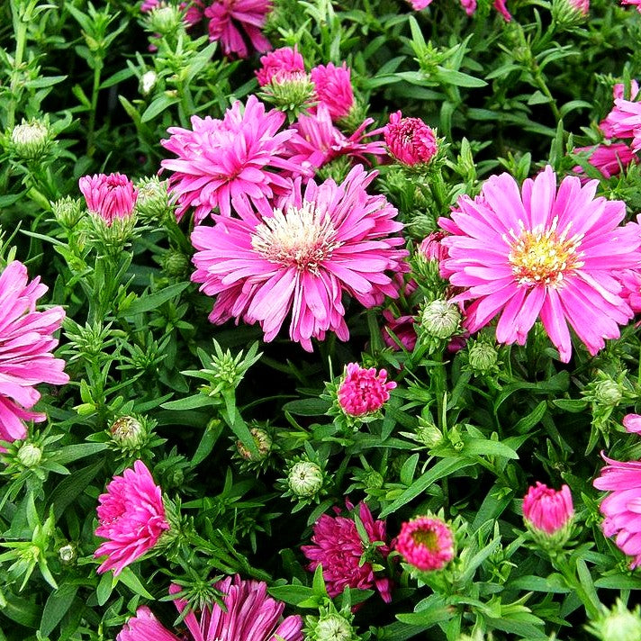 Kissen-Aster 'Granat' (Aster dumosus)
