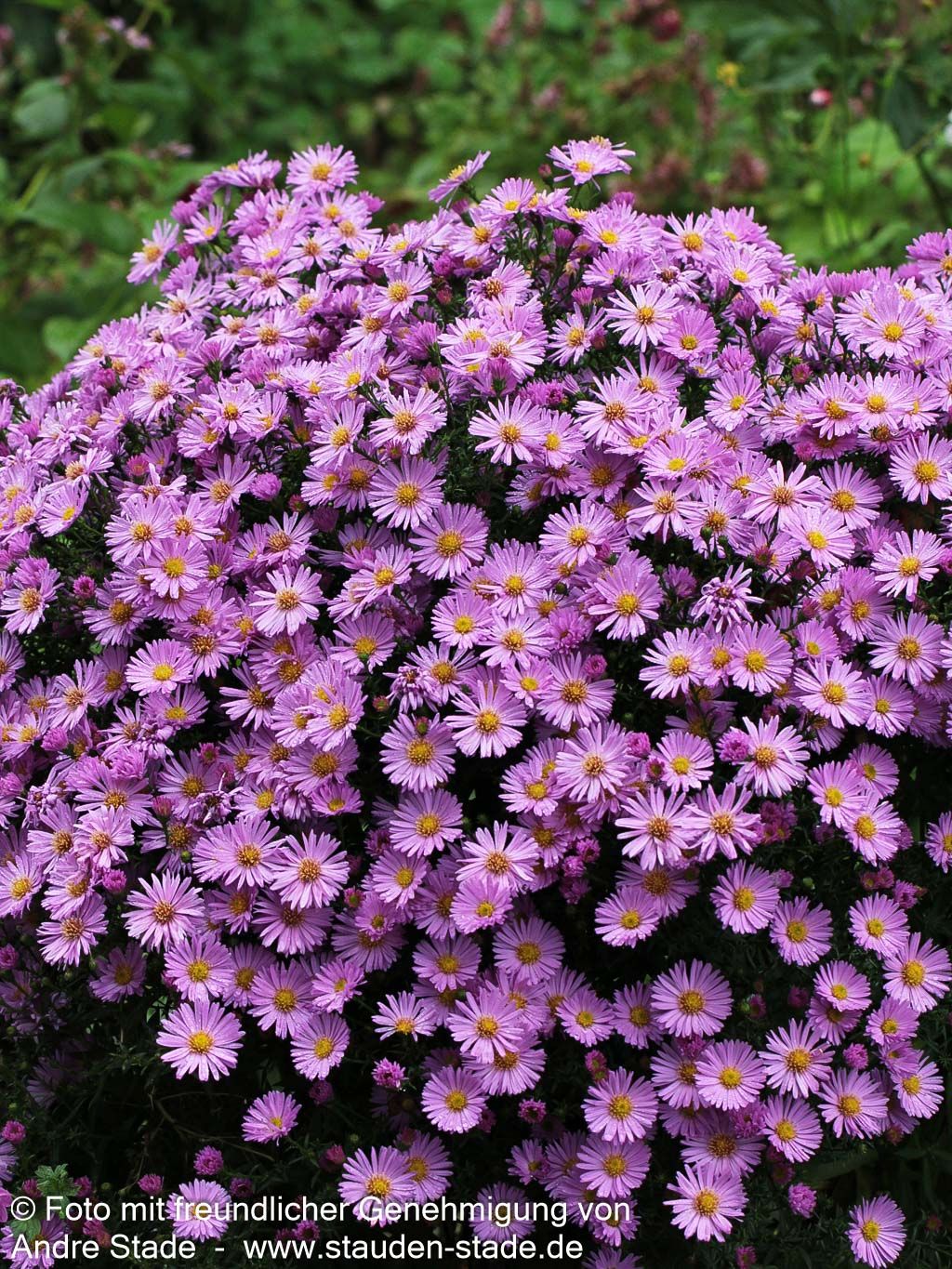 Kissen-Aster 'Herbstgruß v.Bresserhof' (Aster dumosus)