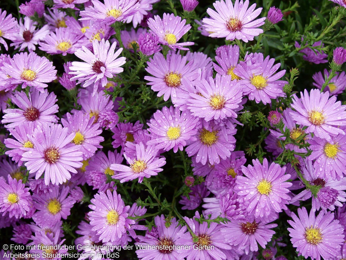 Kissen-Aster 'Herbstgruß v.Bresserhof' (Aster dumosus)