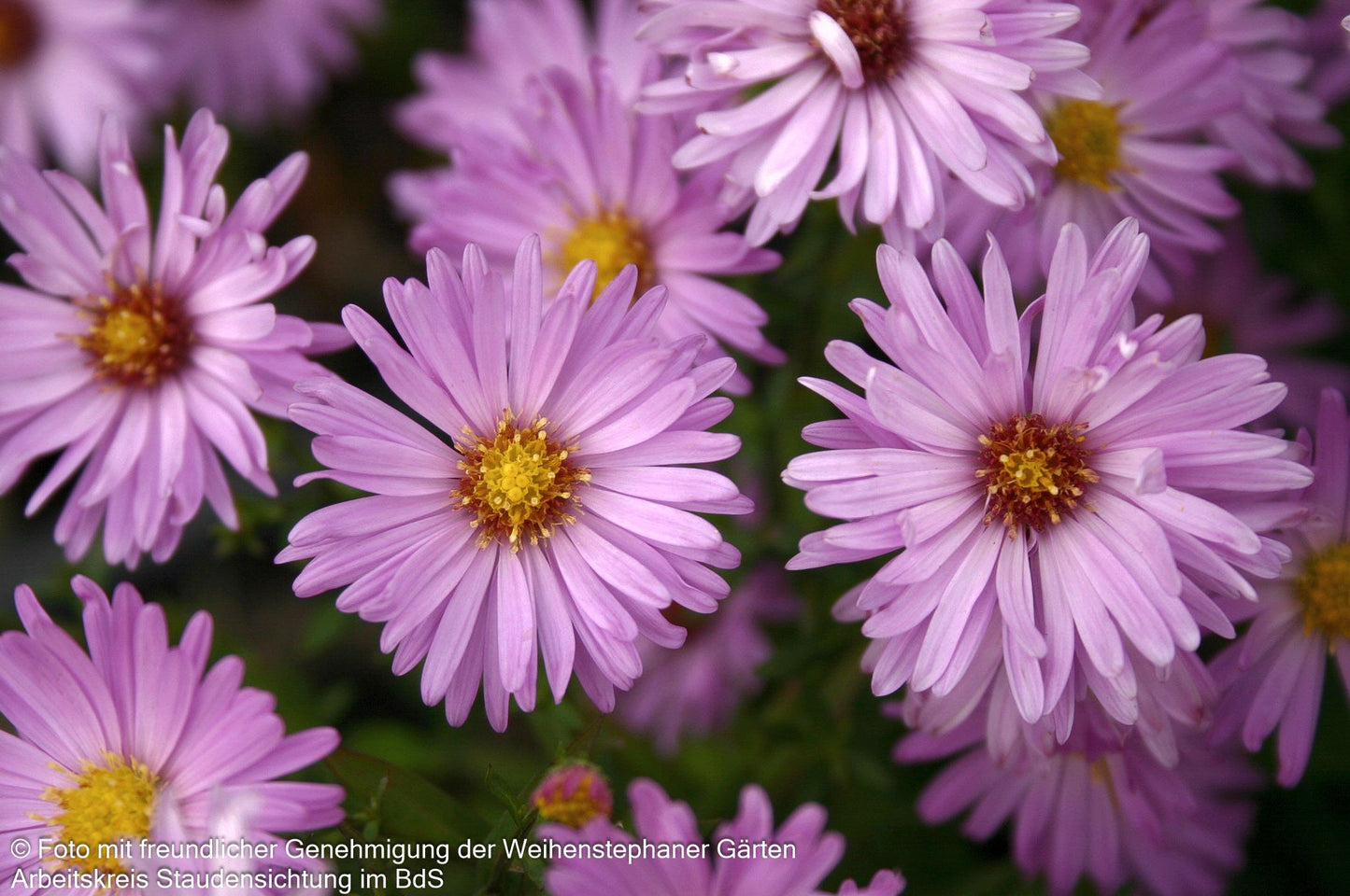 Kissen-Aster 'Herbstgruß v.Bresserhof' (Aster dumosus)