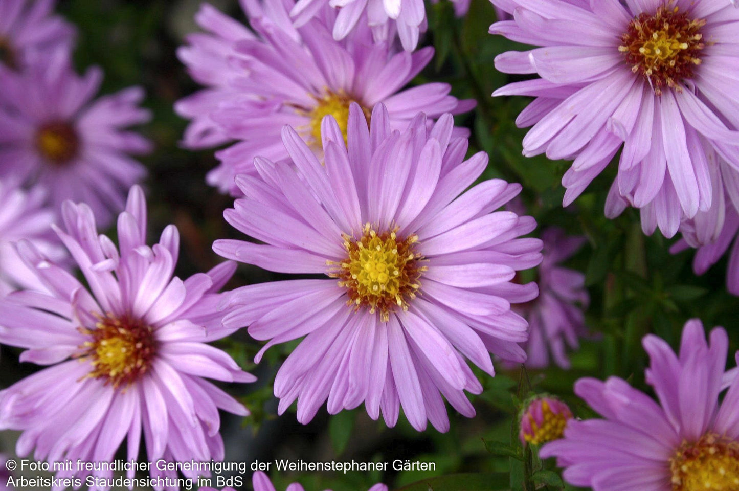 Kissen-Aster 'Herbstgruß v.Bresserhof' (Aster dumosus)