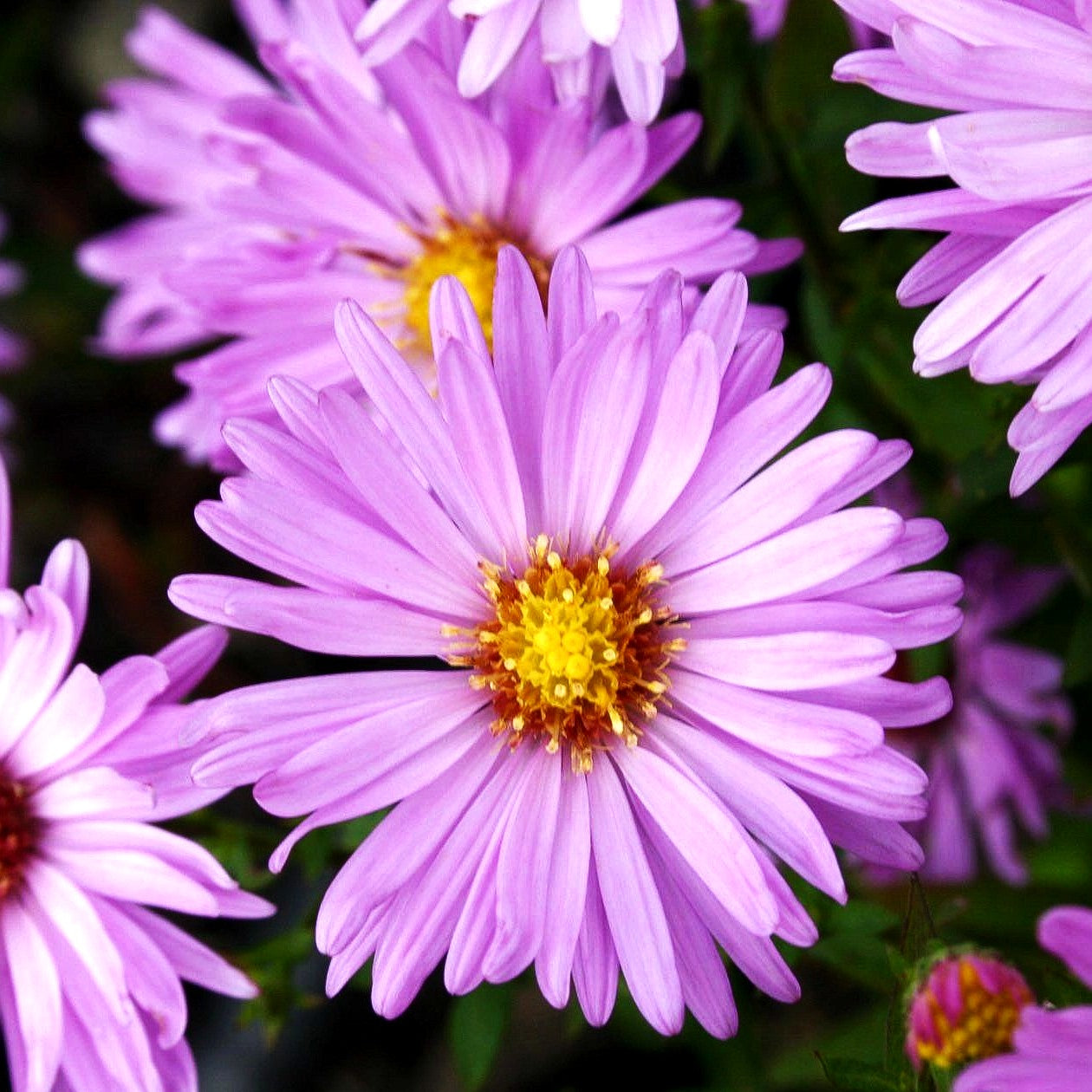 Kissen-Aster 'Herbstgruß v.Bresserhof' (Aster dumosus)