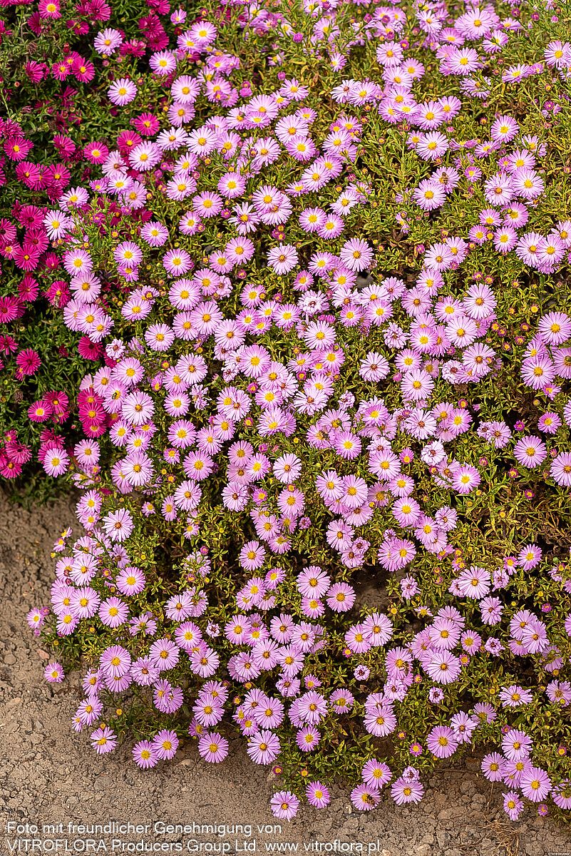 Kissen-Aster 'Herbstgruß v.Bresserhof' (Aster dumosus)