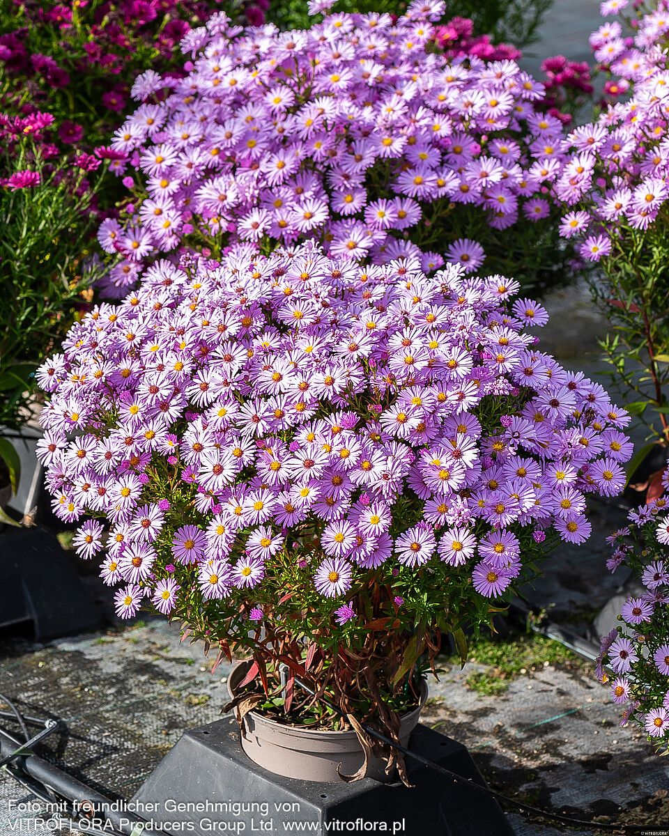 Kissen-Aster 'Herbstgruß v.Bresserhof' (Aster dumosus)