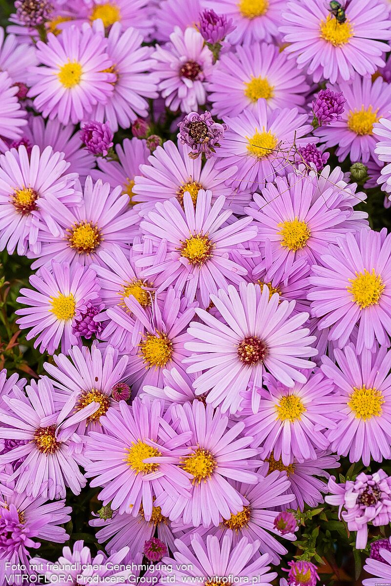 Kissen-Aster 'Herbstgruß v.Bresserhof' (Aster dumosus)