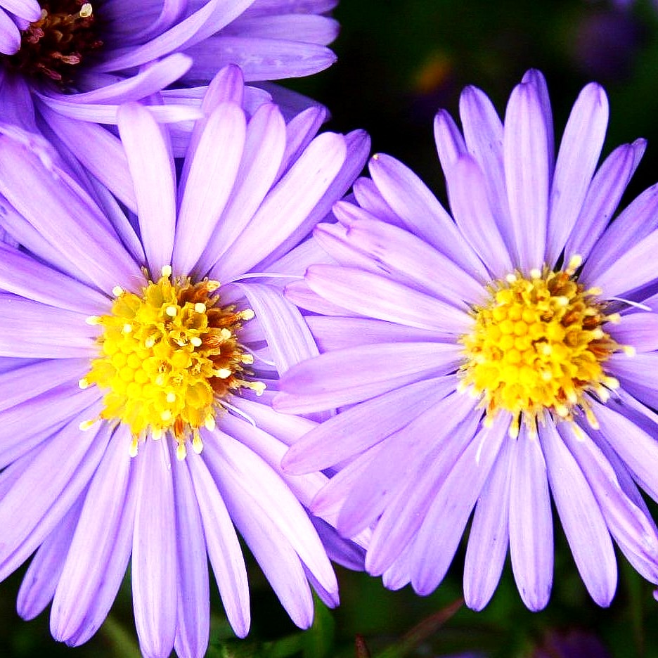 Kissen-Aster 'Herbstpurzel' (Aster dumosus)
