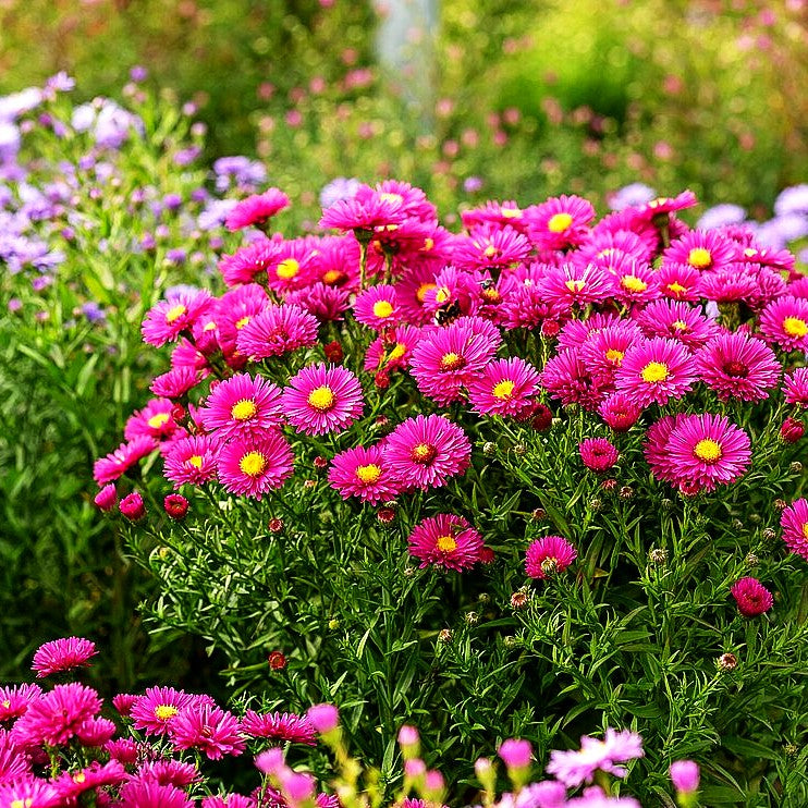 Kissen-Aster 'Jenny' (Aster dumosus)