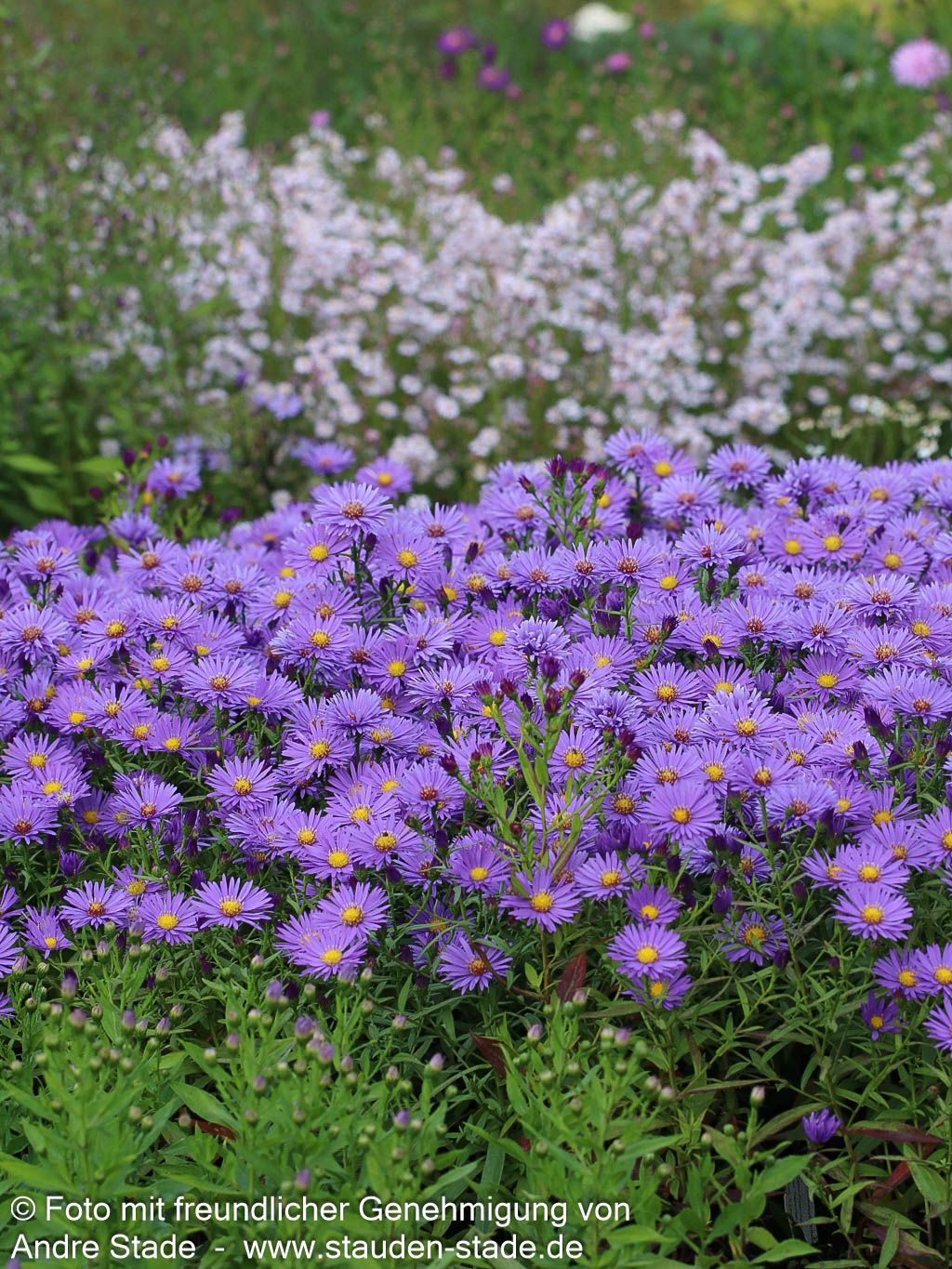 Kissen-Aster 'Mittelmeer' (Aster dumosus)