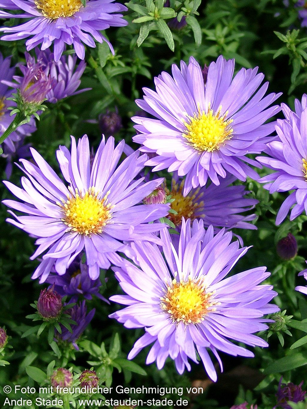 Kissen-Aster 'Mittelmeer' (Aster dumosus)
