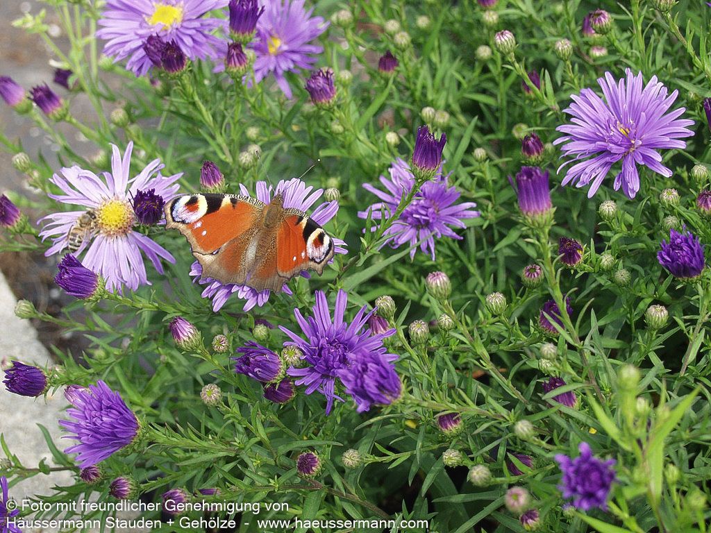 Kissen-Aster 'Mittelmeer' (Aster dumosus)