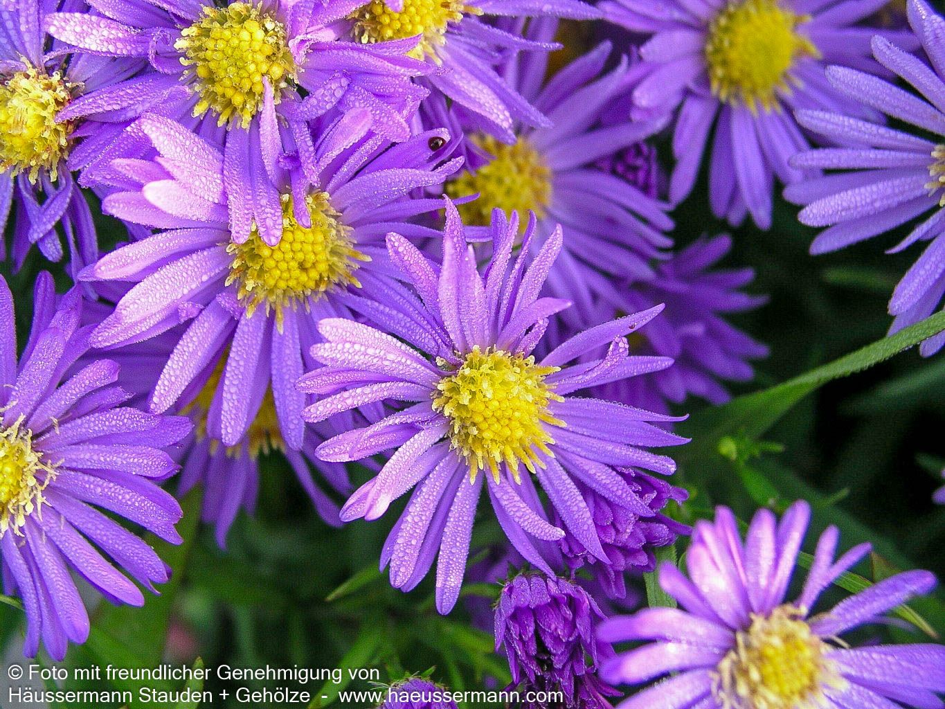 Kissen-Aster 'Mittelmeer' (Aster dumosus)