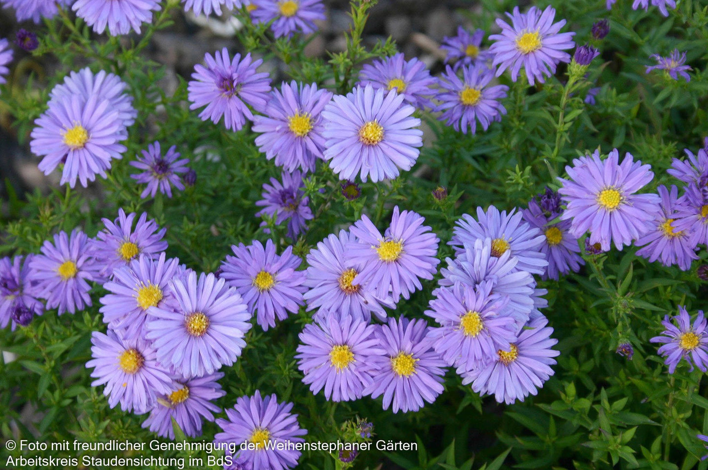 Kissen-Aster 'Mittelmeer' (Aster dumosus)
