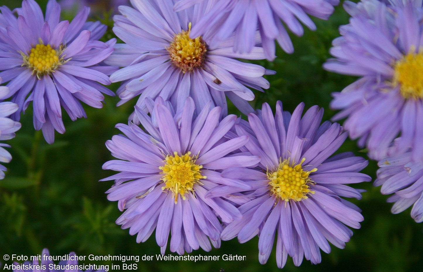 Kissen-Aster 'Mittelmeer' (Aster dumosus)