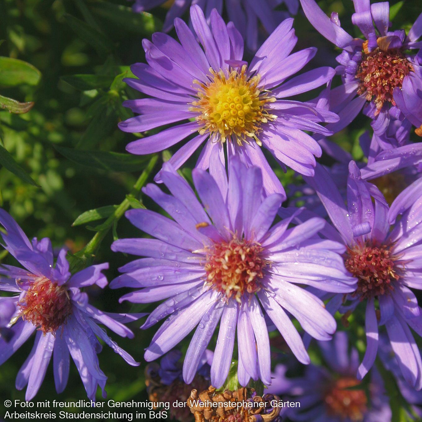 Kissen-Aster 'Mittelmeer' (Aster dumosus)