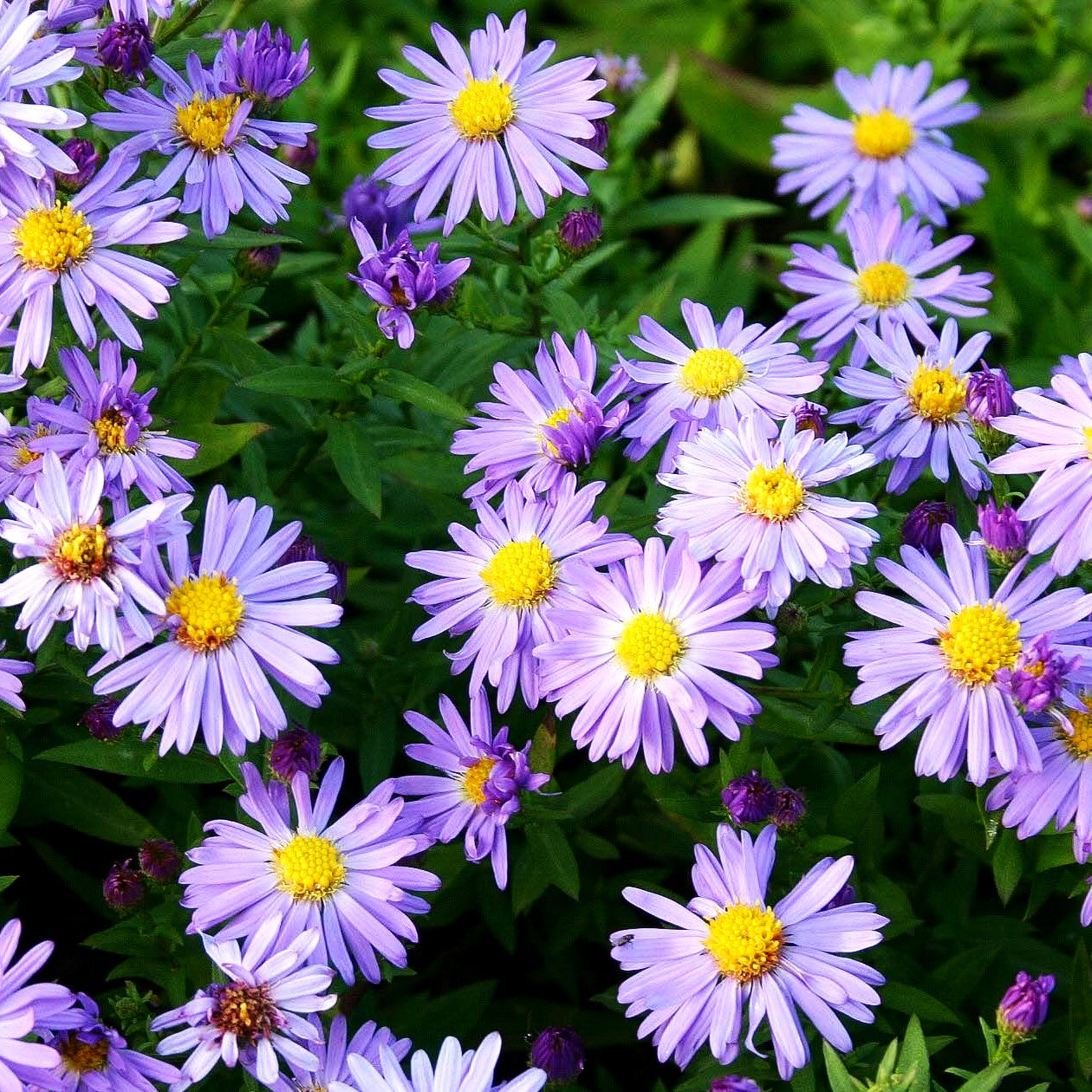 Kissen-Aster 'Prof Anton Kippenberg' (Aster dumosus)