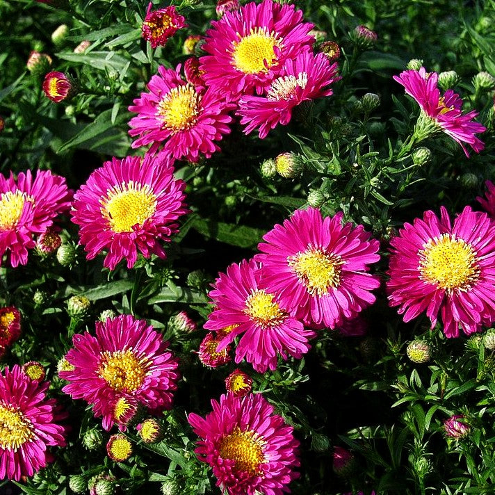 Kissen-Aster 'Purple Diamonds' (Aster dumosus)