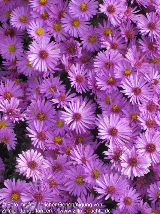Kissen-Aster 'Rosenwichtel' (Aster dumosus)