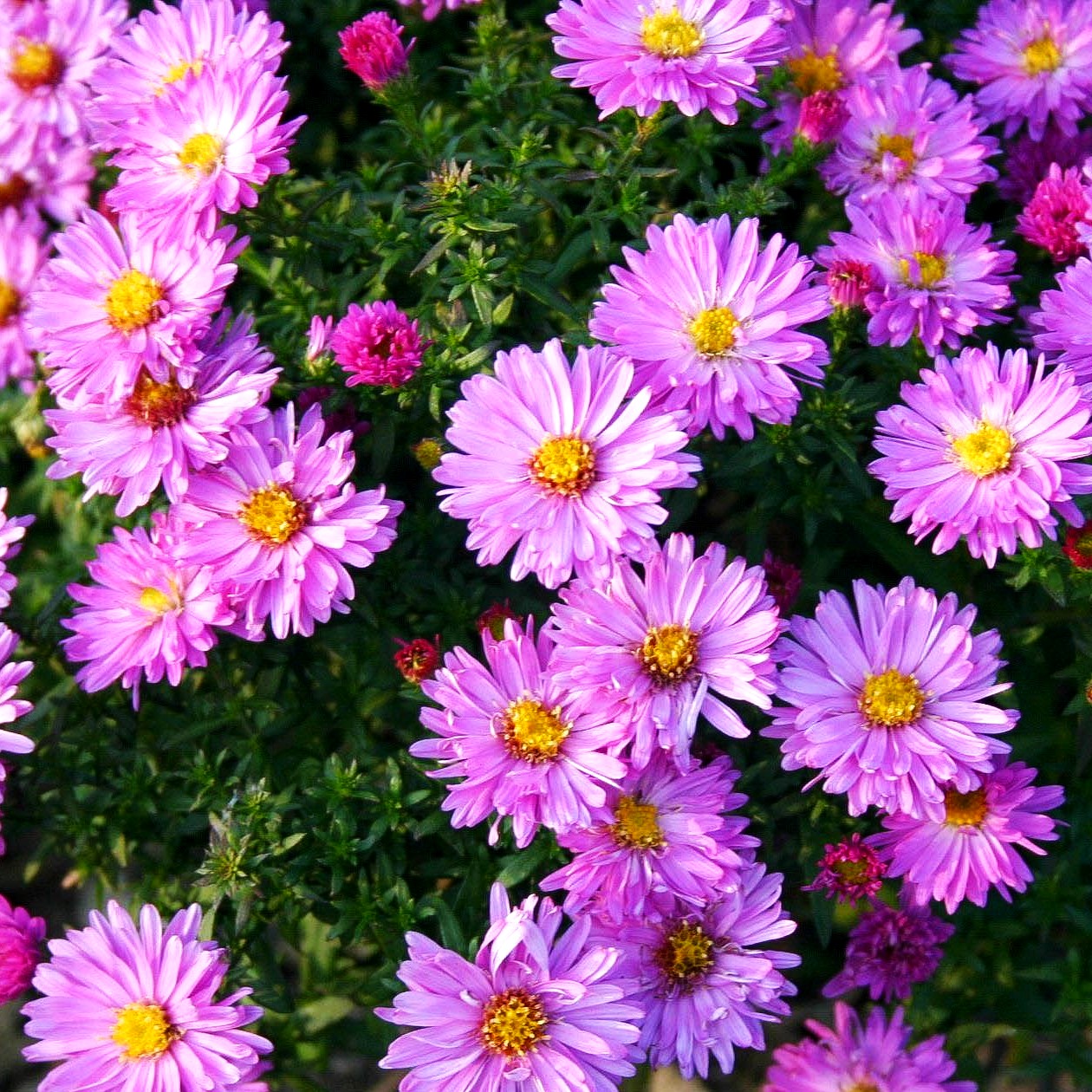 Kissen-Aster 'Rosenwichtel' (Aster dumosus)