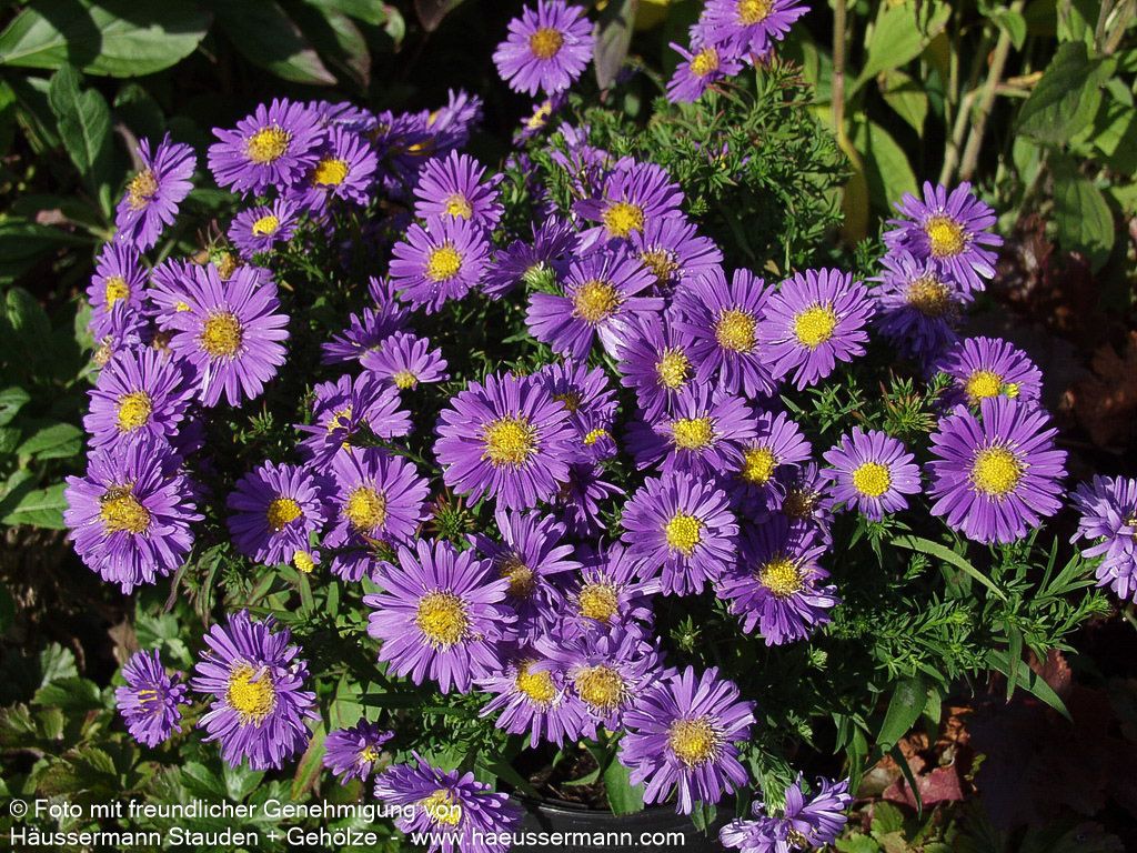 Kissen-Aster 'Sapphire' (Aster dumosus)