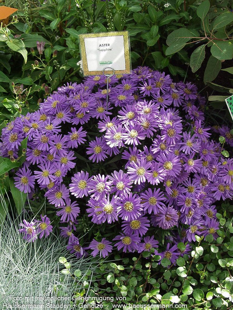 Kissen-Aster 'Sapphire' (Aster dumosus)