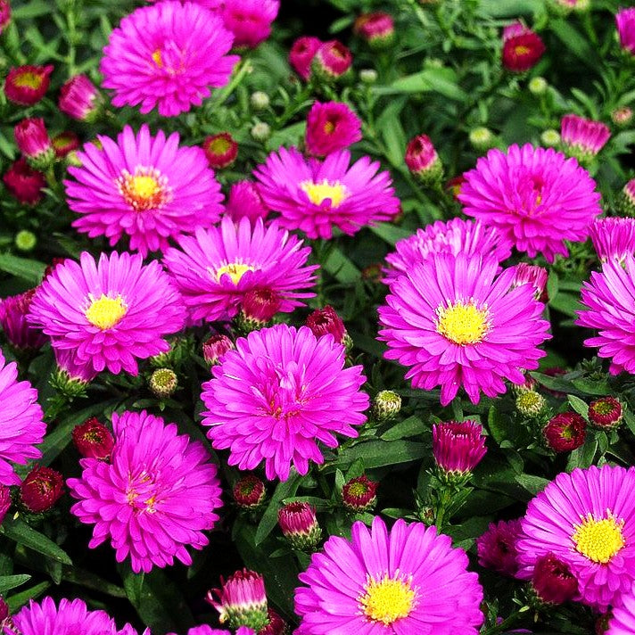 Kissen-Aster 'Starlight' (Aster dumosus)