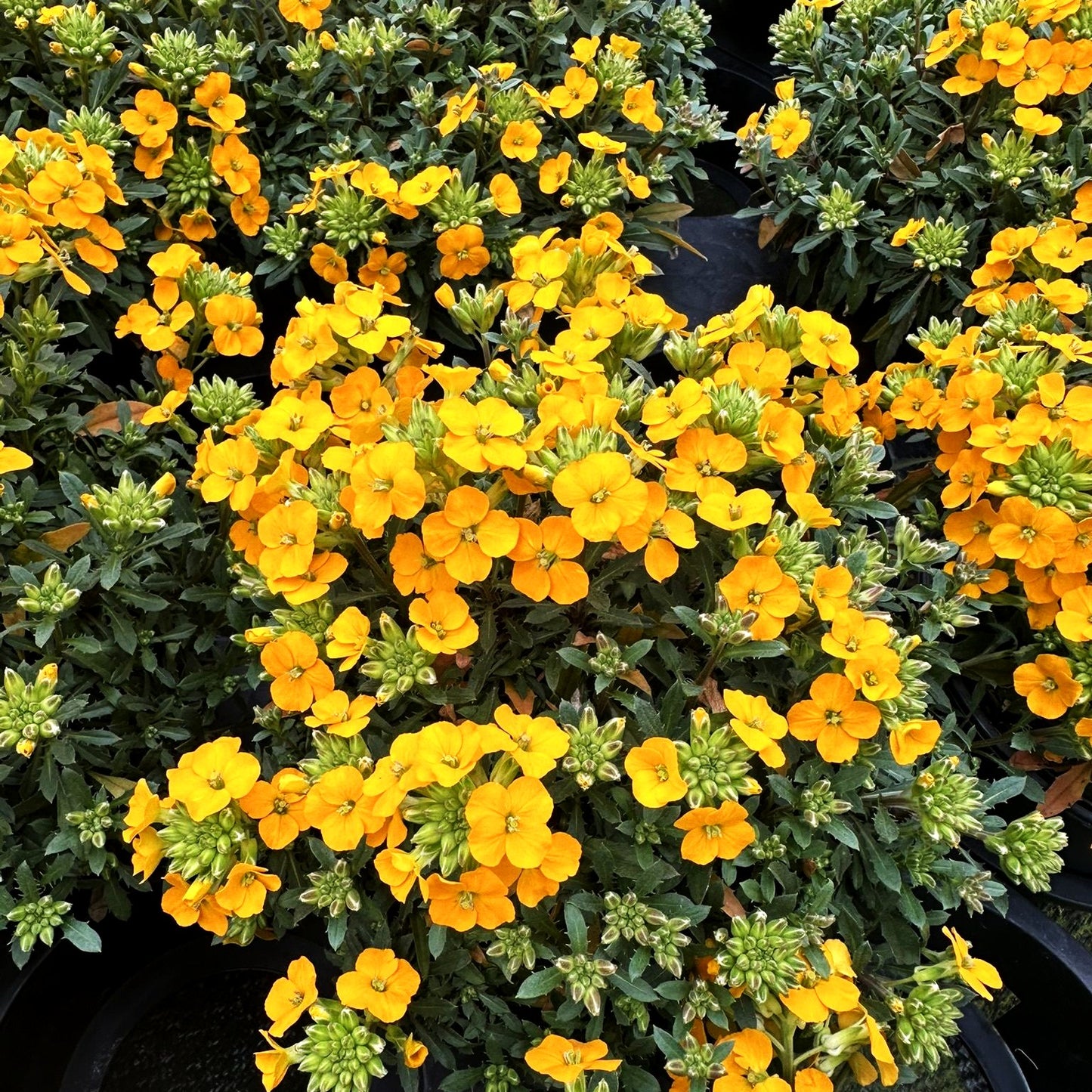 Kissen-Goldlack 'Mango Zwerg' (Erysimum rhaeticum)
