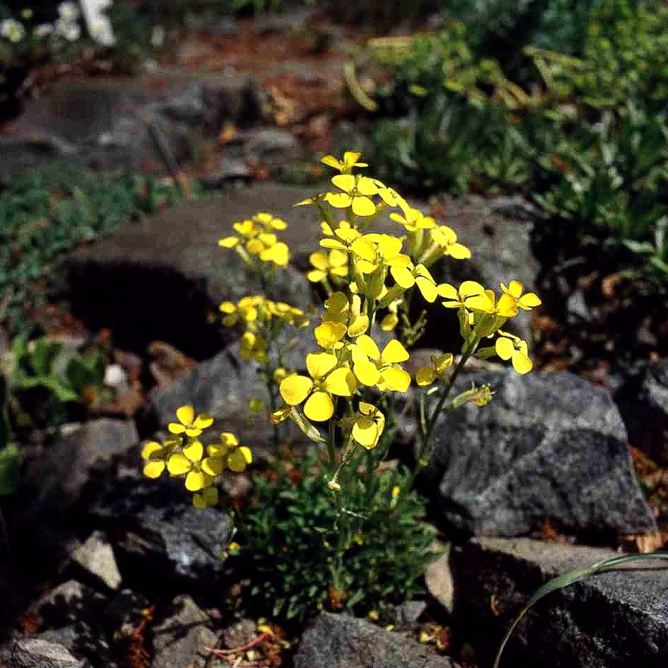 Kissen-Goldlack 'Zwerg' (Erysimum rhaeticum)