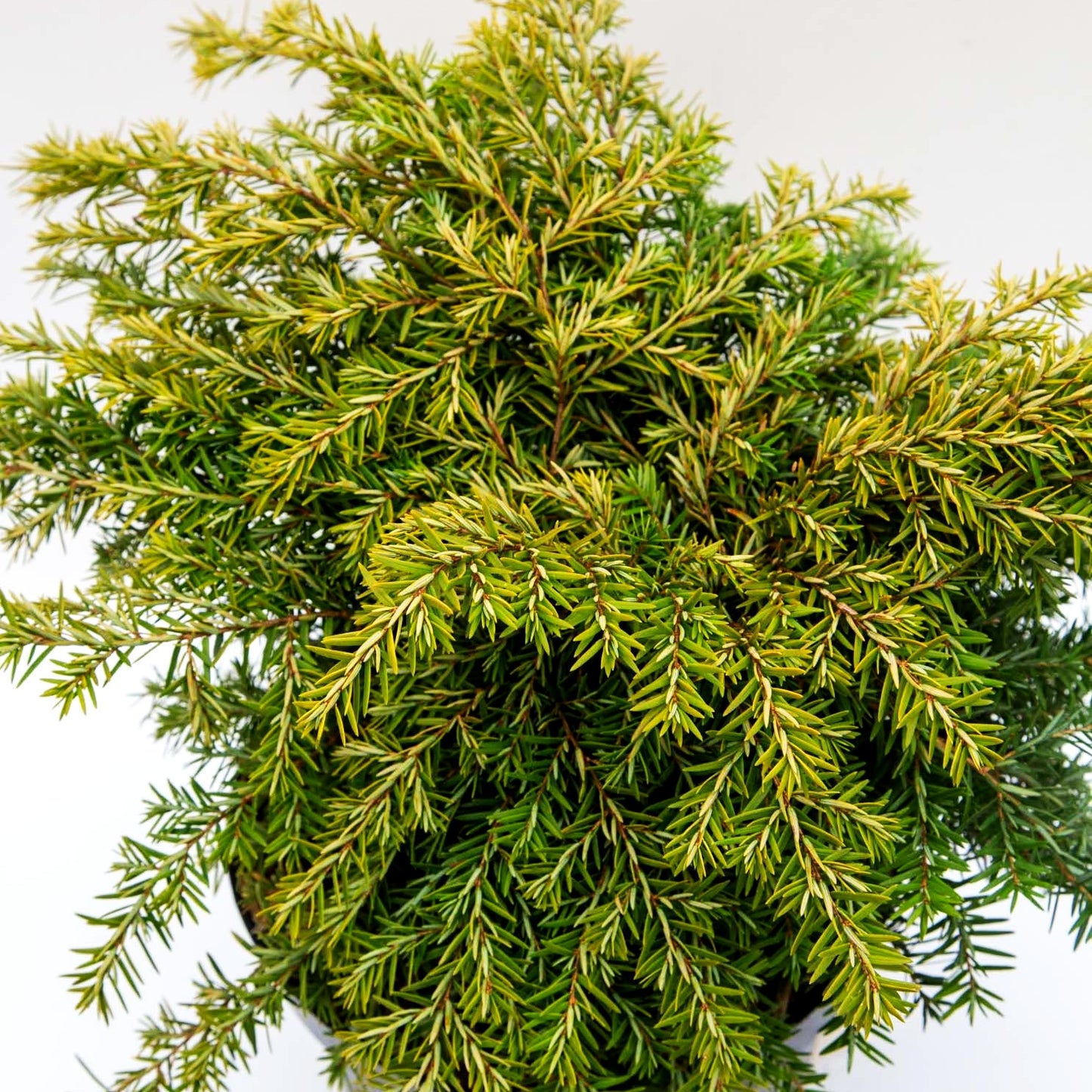 Kissen-Hemlocktanne 'Jeddeloh' (Tsuga canadensis)