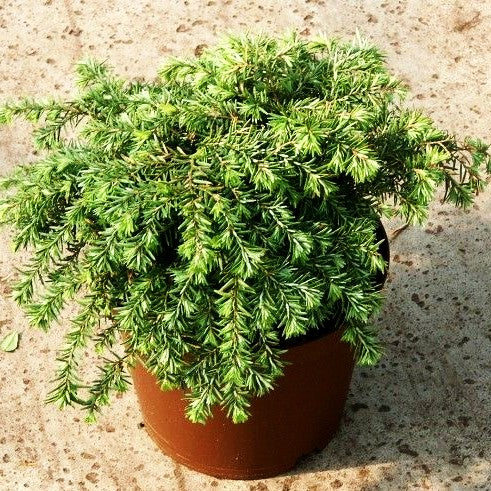 Kissen Hemlocktanne 'Nana' (Tsuga canadensis)