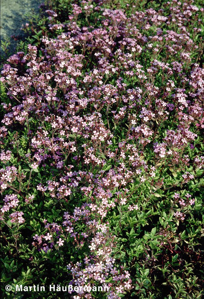 Kissen-Seifenkraut (Saponaria ocymoides)