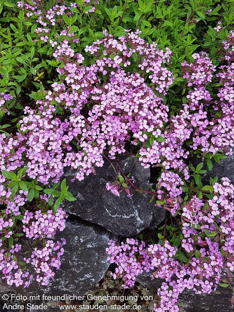 Kissen-Seifenkraut (Saponaria ocymoides)