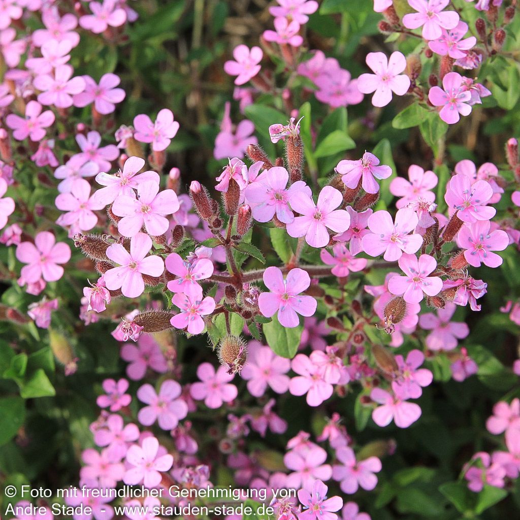 Kissen-Seifenkraut (Saponaria ocymoides)