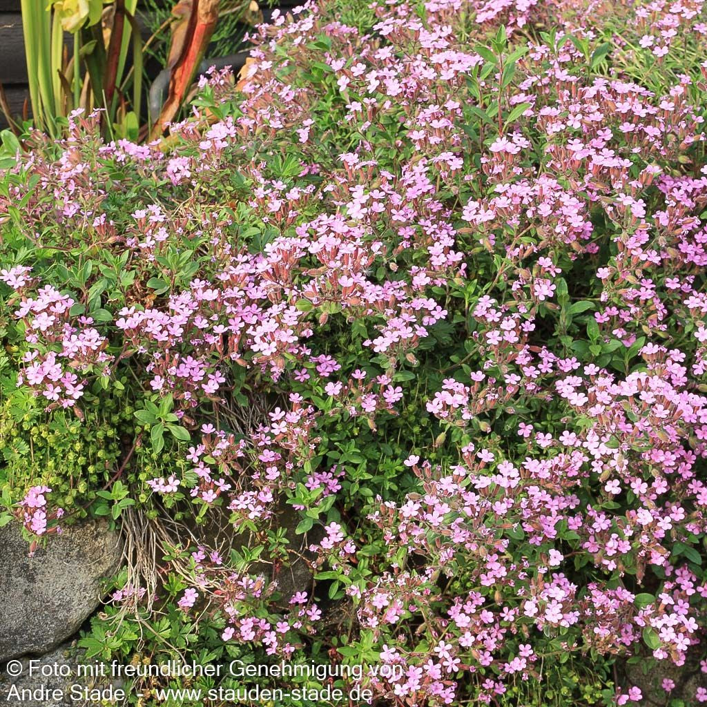 Kissen-Seifenkraut (Saponaria ocymoides)