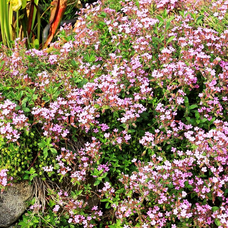 Kissen-Seifenkraut (Saponaria ocymoides)