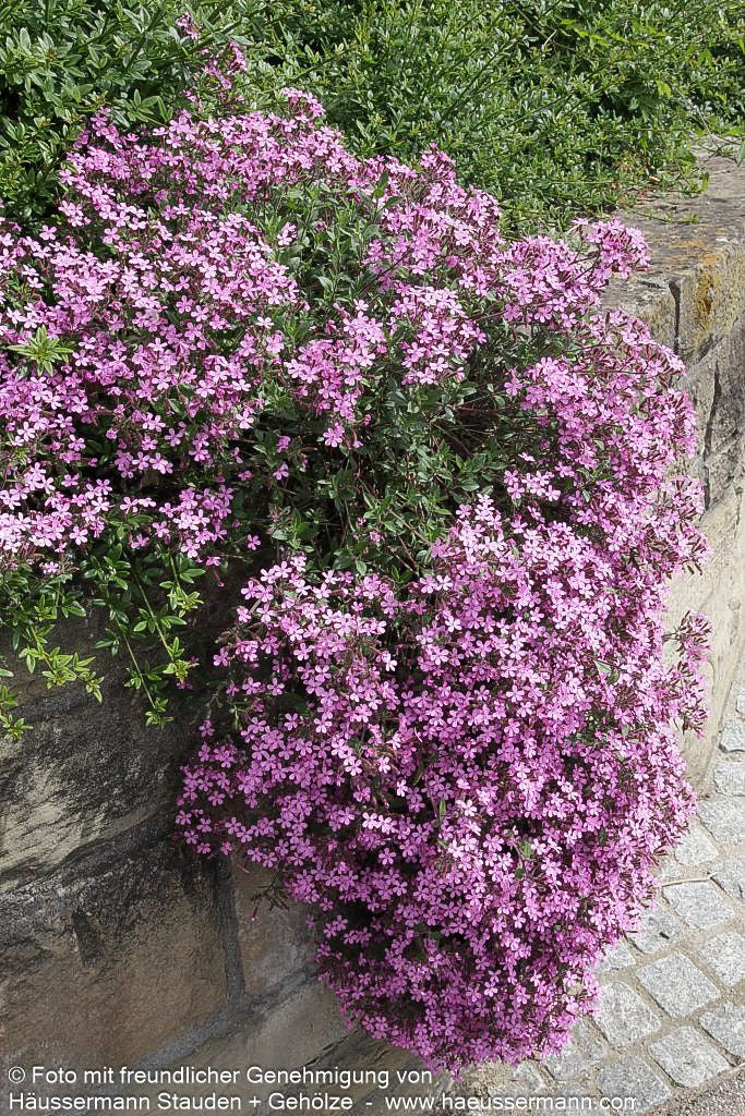 Kissen-Seifenkraut (Saponaria ocymoides)